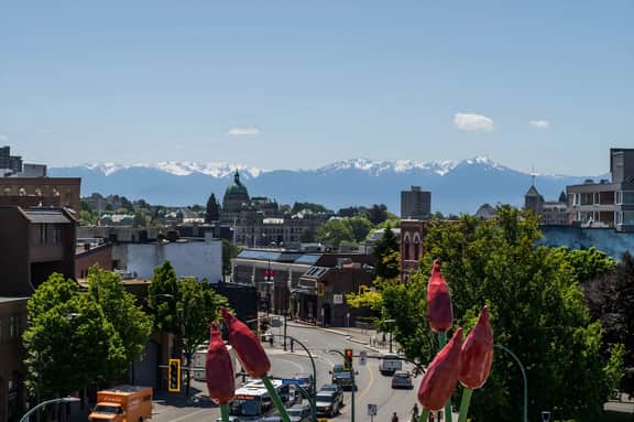 Janion 227B